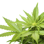 Marijuana clear background
