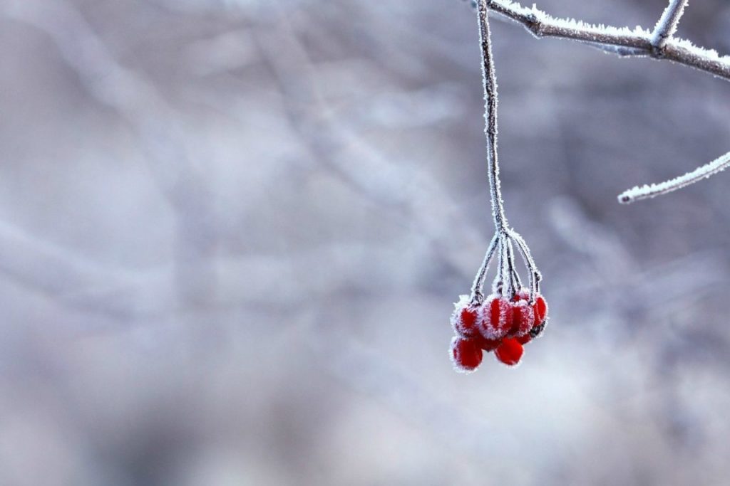 Rose Hips Winter