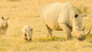 White Rhino with baby calfs
