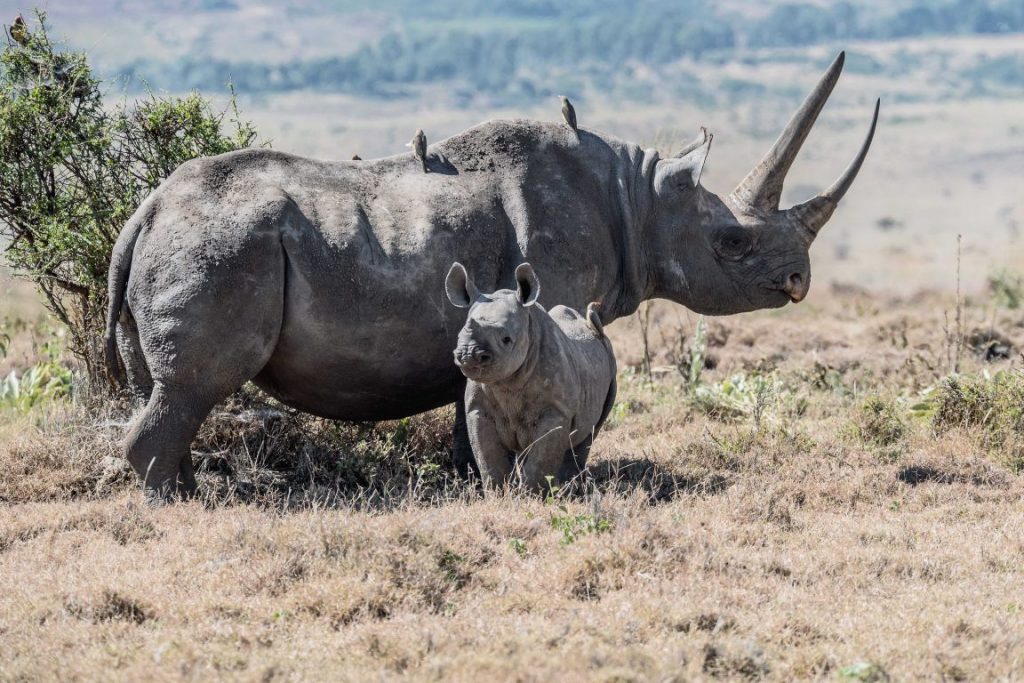 World Rhino Day 2018