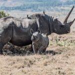 World Rhino Day September 22nd | Save the Rhinos