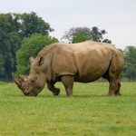 Prague Zoo Rhino