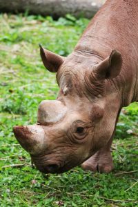 rhino calf baby