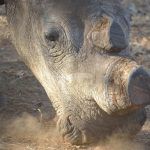 De-Horned White Rhino Prague