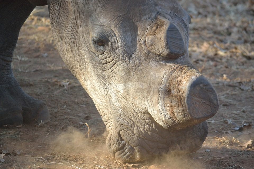 De-Horned White Rhino Prague