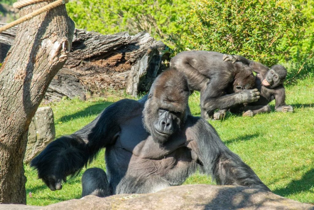 Prague Zoo Gorilla Alpha Male and Female and baby gorilla