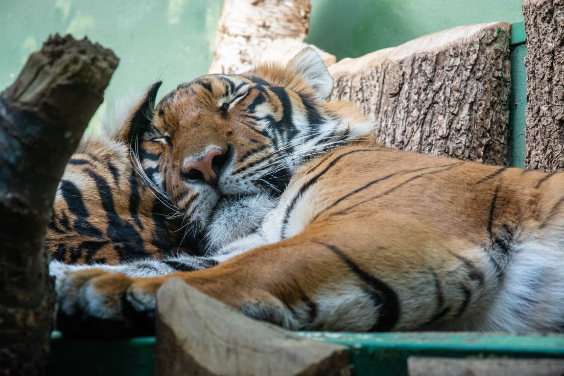 Prague Zoo Tiger Sleeping with closed eyes